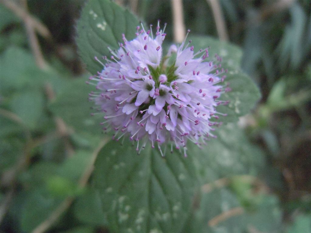Mentha aquatica / Menta acquatica